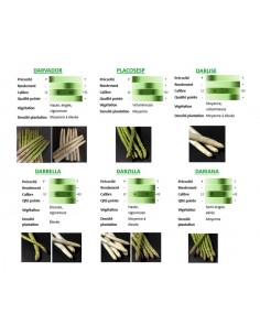 Asperge Placosesp 2