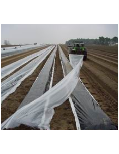 Spécial Asperge : Anti-buée 2