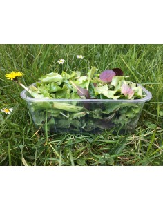 Barquette plastique 2 ou 2,5kg 2