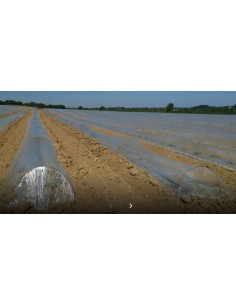 Nos chenillettes - Pepimat 2