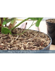Topclean Spécial Myrtille 2