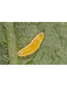 Lutte pucerons - APHIDOcontrol 2