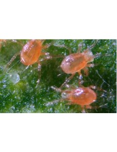 Lutte acariens - PHYTOcontrol 2