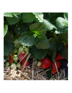 Fraisier Clery Bio Saison 2