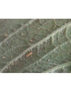 Lutte acariens, FELTIcontrol 2