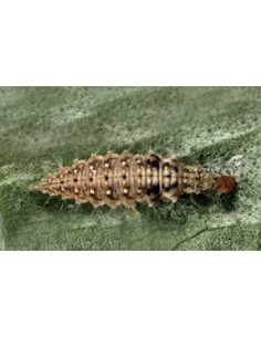 Lutte pucerons - CHRYSOcontrol 2