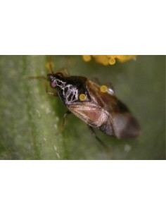 Lutte thrips - MAJUScontrol 2