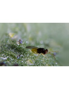 Lutte aleurodes - ENCARcontrol 2