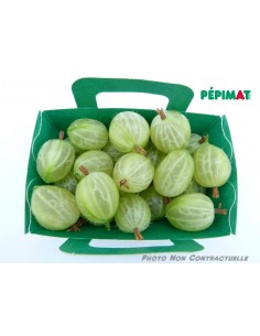 Groseillier à maquereaux Invicta 2