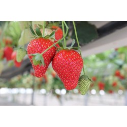 Fraisier Dream 2