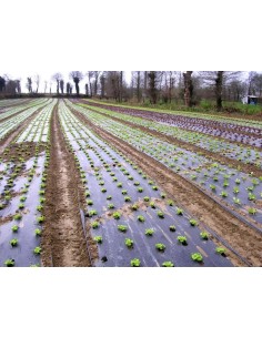 Paillage Spécial Fraise 2