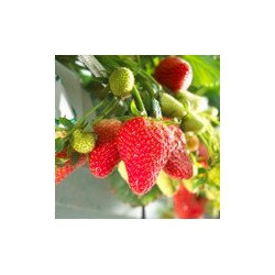 Fraisier Darselect 2