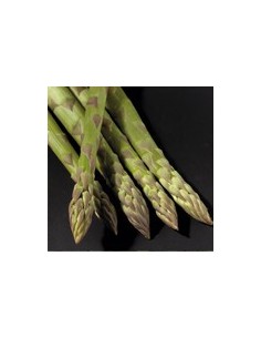 Asperge Darzilla 2
