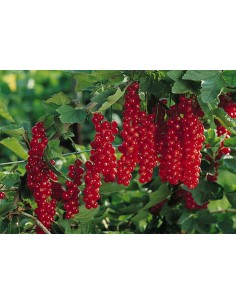 Groseillier Junifer - Pepimat 2