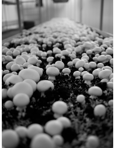 Compost champignons de Paris blancs