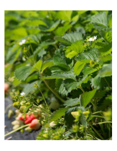 Fraisier Joly 2
