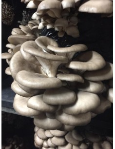 Champignons Pleurote 2
