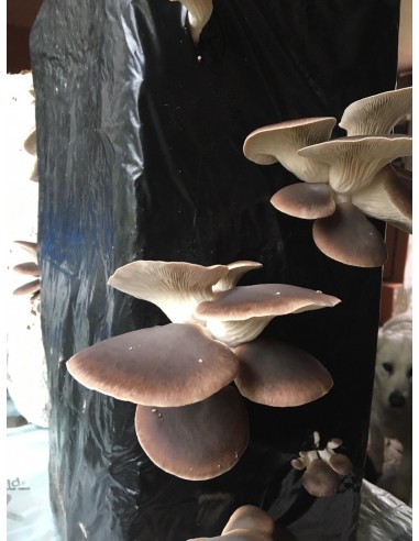 Installation d'un tunnel de culture de champignons bio