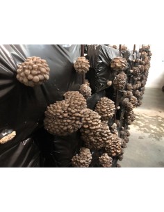 Champignons Pleurote Bio 2