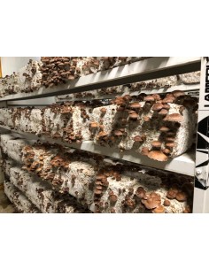 Champignons Shiitake 2