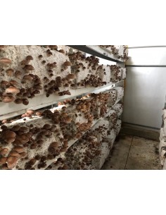 Champignons Shiitake Bio 2