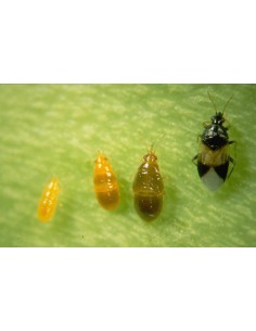 Lutte Thrips - ORIcontrol 2