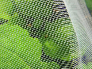 Filet anti-insecte