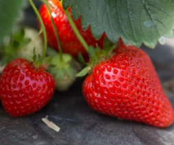 Fraisier Clery Bio Saison