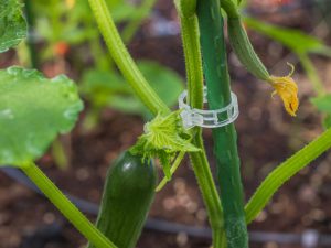 Clips courgettes longs