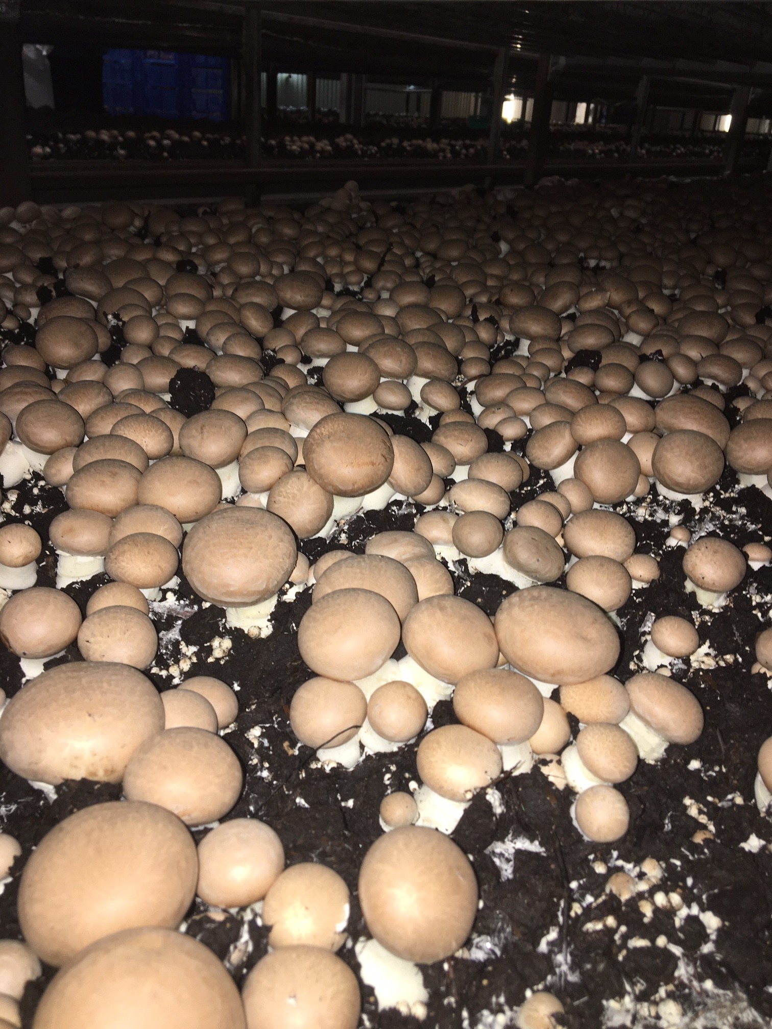 Compost AB Champignons de Paris bruns