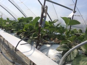 Bande pour support de hampe