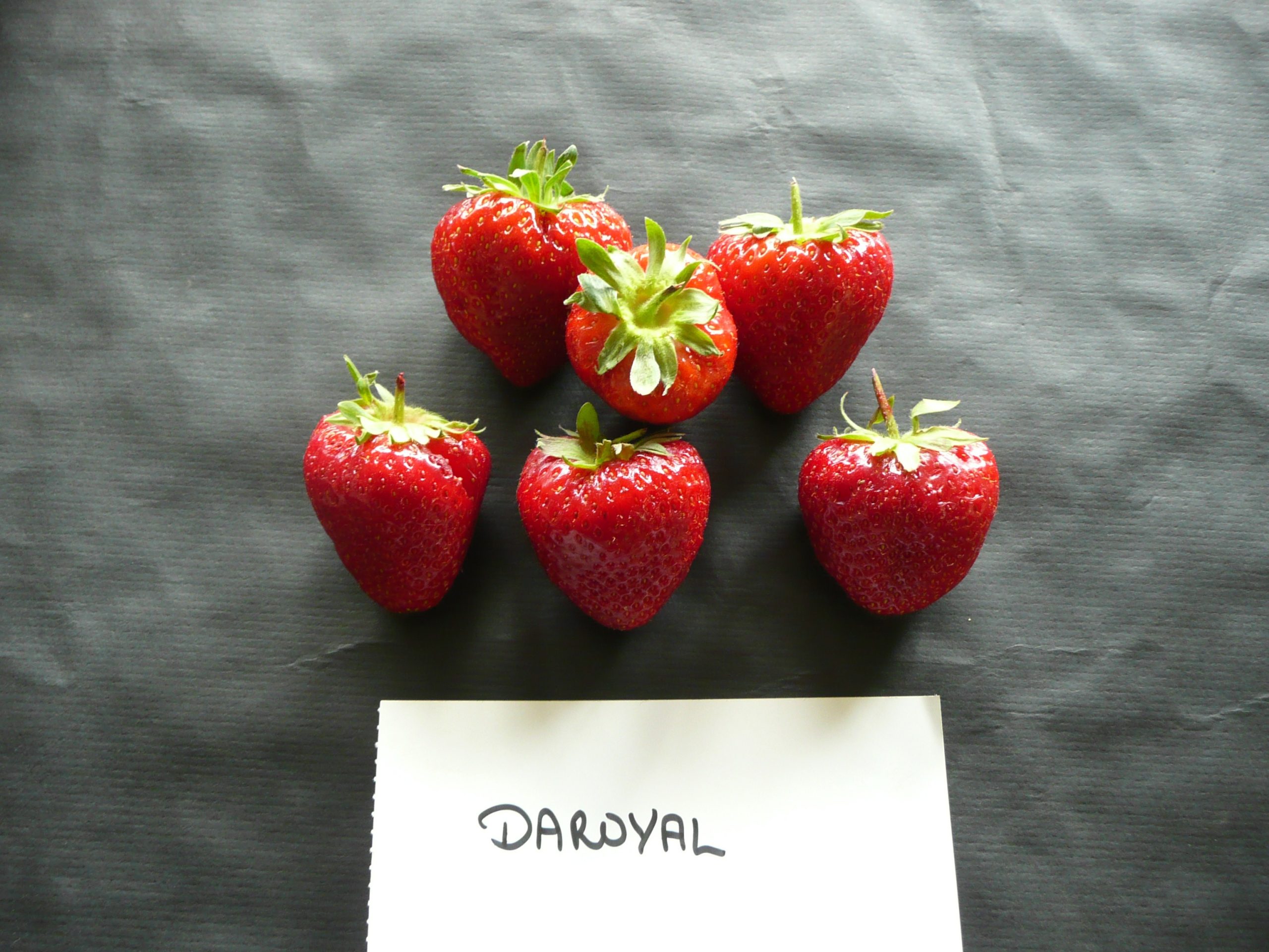 Fraisier Daroyal Bio