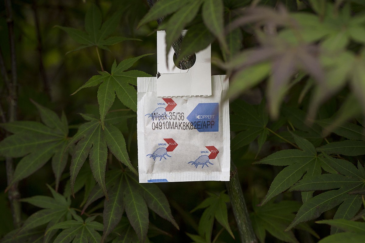 Spical Plus 100 sachets