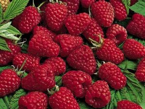 Framboisier Himbo-Top