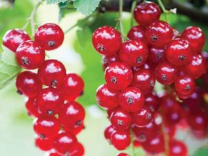 Groseillier Jonkheer Van Tets Bio