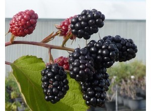 Mûre Black Jet ( sélection Darrow)