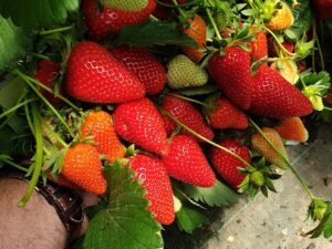 Fraisier Klodia