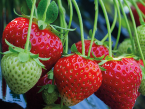 Fraisier Red Himalaya