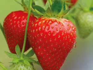 Fraisier Red Makalu