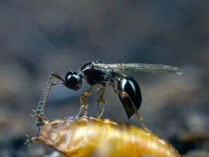 Trichopria drosophilae-Bioplanet