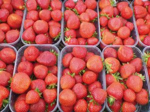 Fraisier Faith