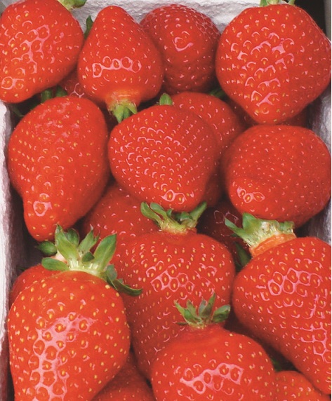 fraisier-asia