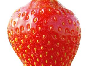 Fraisier Candiss