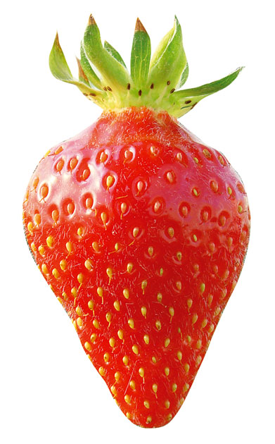 fraisier-candiss