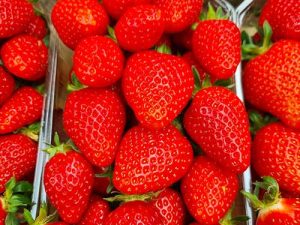 Fraisier Chloé