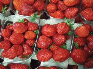 Fraisier Dely