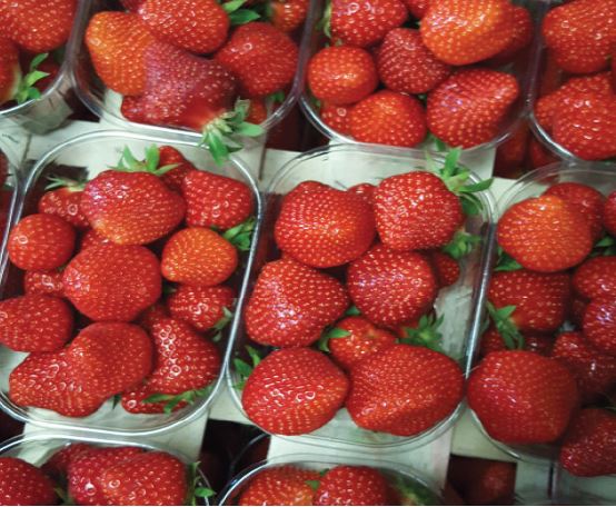 fraisier-dely