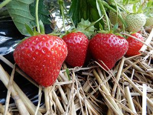 Fraisier Falco