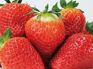 Fraisier Fardao