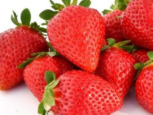 Fraisier Favori
